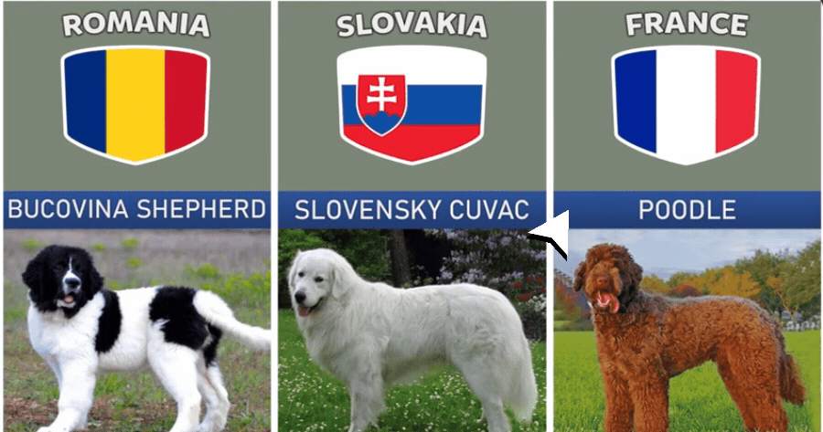 Which Country Dog Breed Are You?